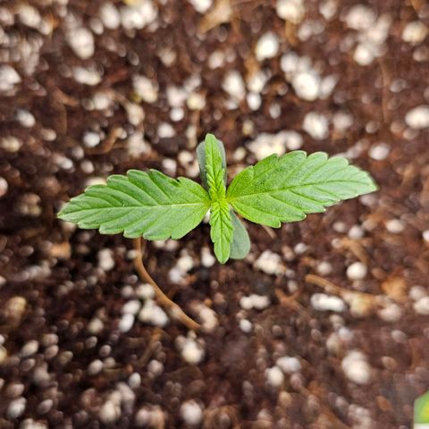 Royal Kush Automatic growlog timeline photo