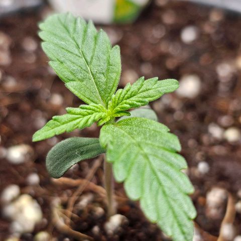 Royal Kush Automatic growlog timeline photo