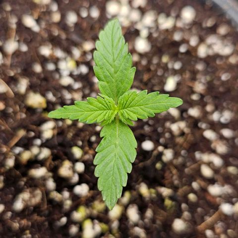 Royal Kush Automatic growlog timeline photo