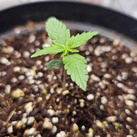 Royal Kush Automatic growlog timeline photo