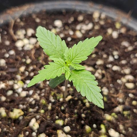 Royal Kush Automatic growlog timeline photo