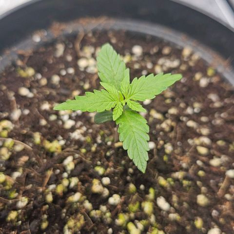 Royal Kush Automatic growlog timeline photo