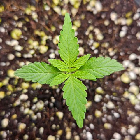 Royal Kush Automatic growlog timeline photo