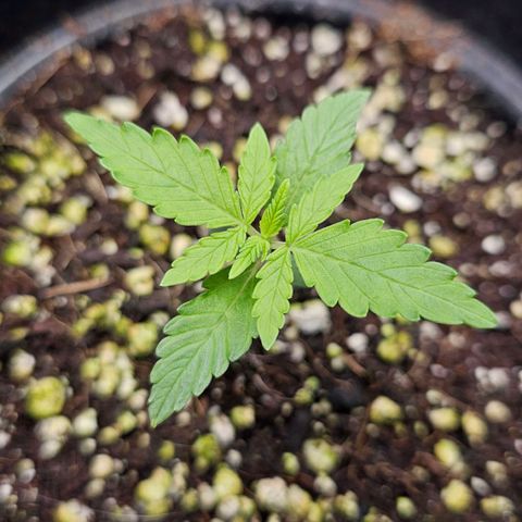 Royal Kush Automatic growlog timeline photo