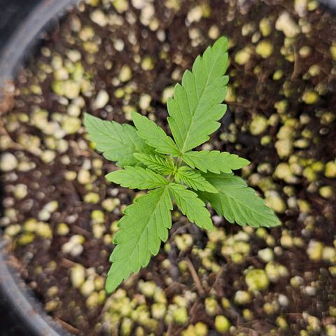 Royal Kush Automatic growlog timeline photo