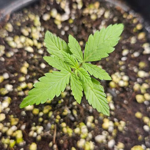 Royal Kush Automatic growlog timeline photo