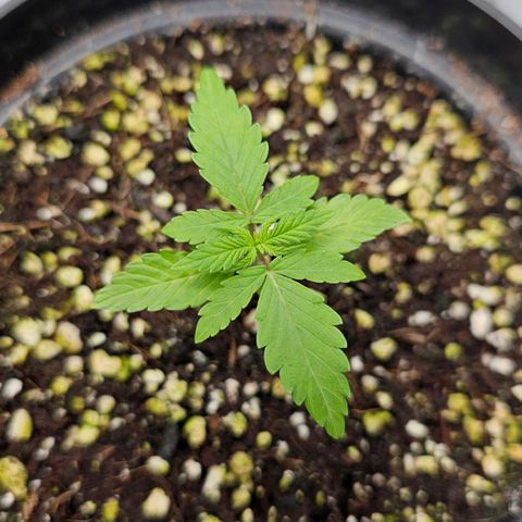 Royal Kush Automatic growlog timeline photo
