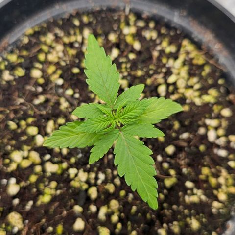 Royal Kush Automatic growlog timeline photo