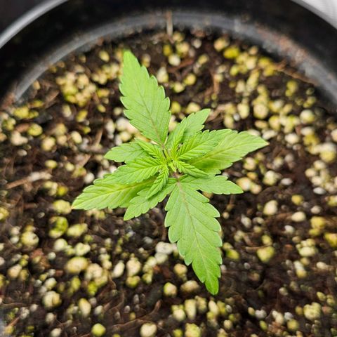 Royal Kush Automatic growlog timeline photo
