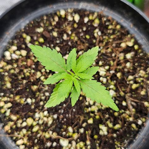 Royal Kush Automatic growlog timeline photo