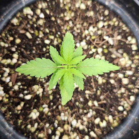 Royal Kush Automatic growlog timeline photo