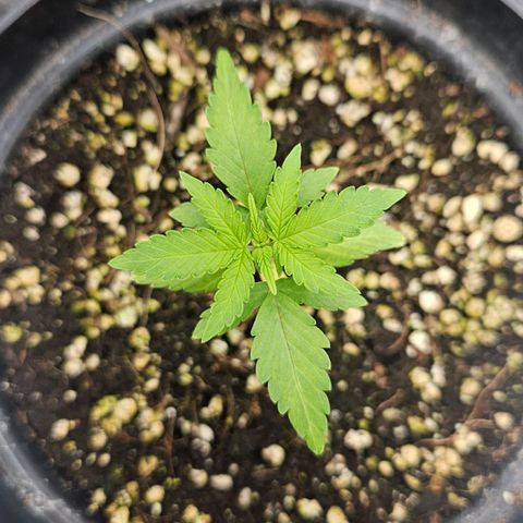 Royal Kush Automatic growlog timeline photo