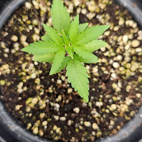 Royal Kush Automatic growlog timeline photo