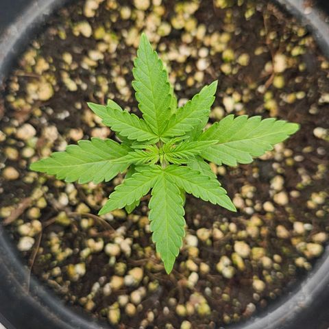 Royal Kush Automatic growlog timeline photo