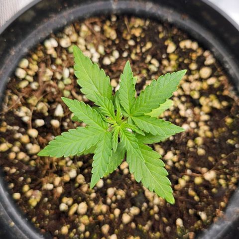 Royal Kush Automatic growlog timeline photo