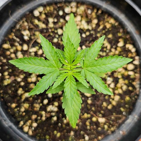 Royal Kush Automatic growlog timeline photo