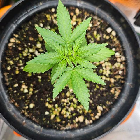 Royal Kush Automatic growlog timeline photo