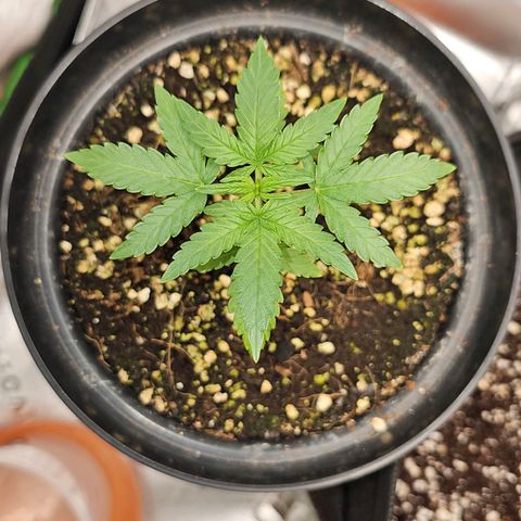 Royal Kush Automatic growlog timeline photo