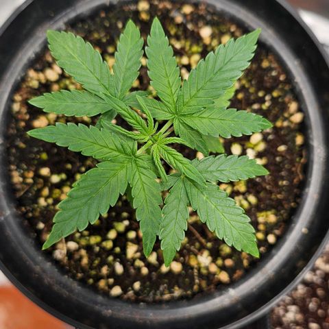 Royal Kush Automatic growlog timeline photo