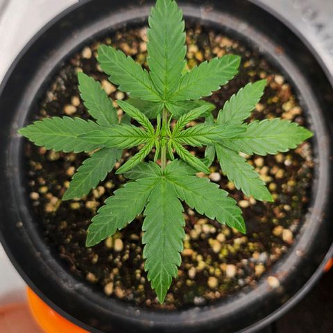 Royal Kush Automatic growlog timeline photo
