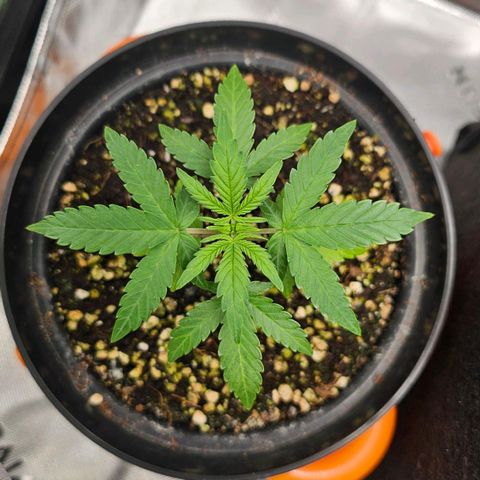 Royal Kush Automatic growlog timeline photo