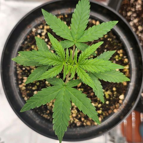 Royal Kush Automatic growlog timeline photo