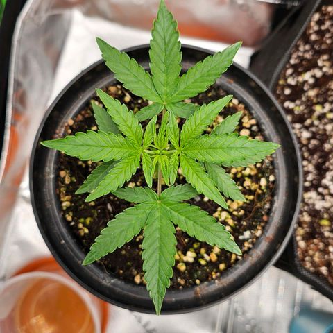 Royal Kush Automatic growlog timeline photo