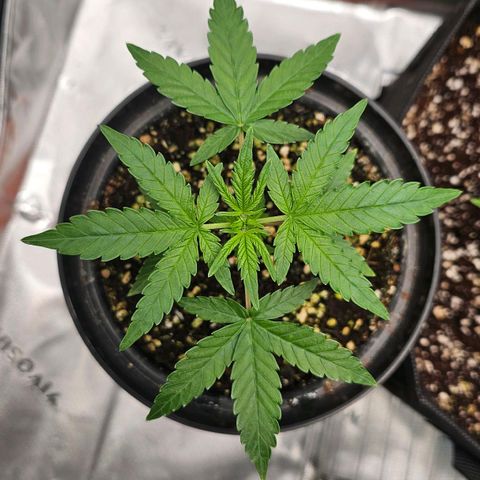 Royal Kush Automatic growlog timeline photo