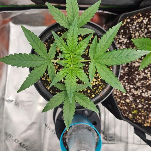 Royal Kush Automatic growlog timeline photo