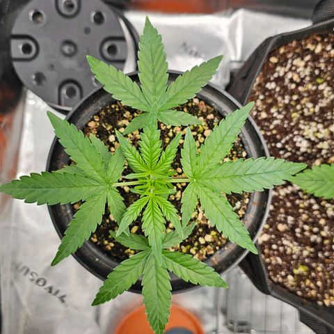 Royal Kush Automatic growlog timeline photo