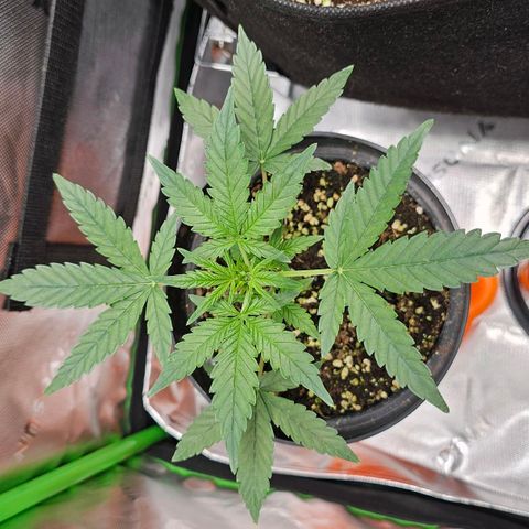 Royal Kush Automatic growlog timeline photo