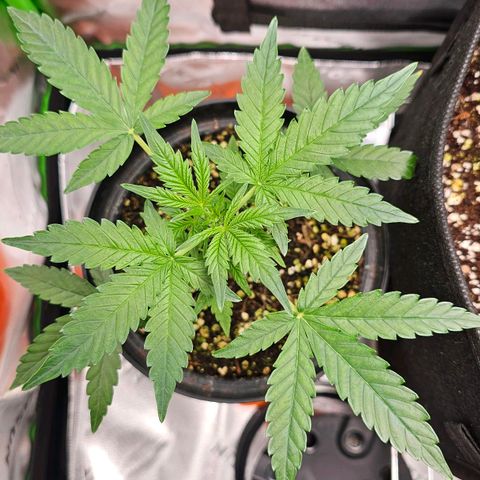 Royal Kush Automatic growlog timeline photo