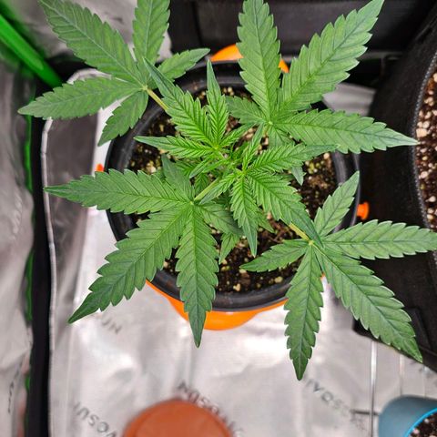 Royal Kush Automatic growlog timeline photo