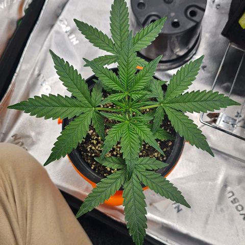 Royal Kush Automatic growlog timeline photo