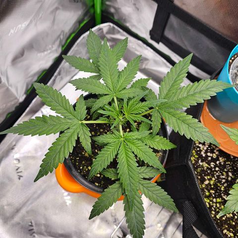 Royal Kush Automatic growlog timeline photo