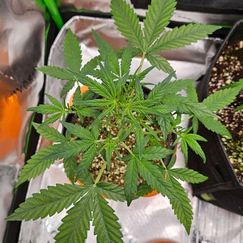 Royal Kush Automatic growlog timeline photo