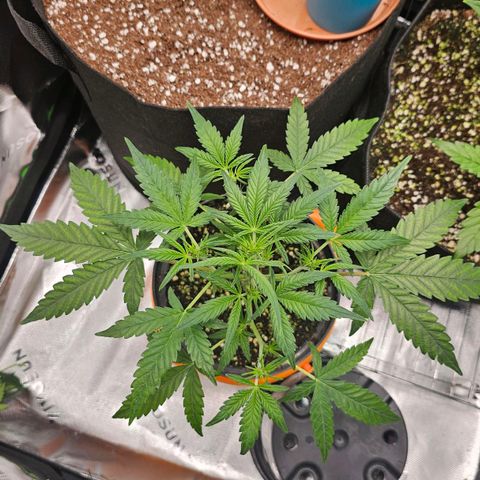 Royal Kush Automatic growlog timeline photo