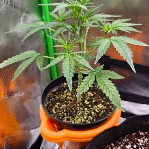 Royal Kush Automatic growlog timeline photo
