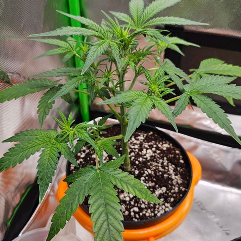 Royal Kush Automatic growlog timeline photo