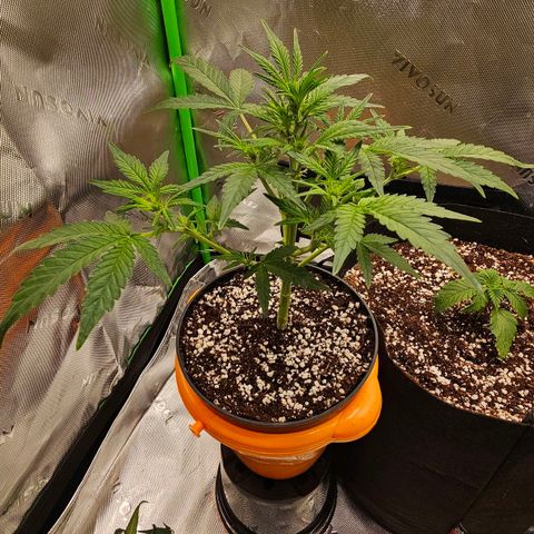 Royal Kush Automatic growlog timeline photo
