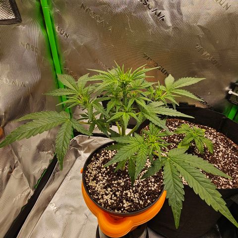 Royal Kush Automatic growlog timeline photo