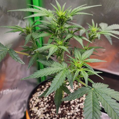 Royal Kush Automatic growlog timeline photo