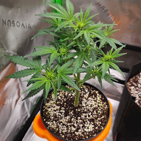 Royal Kush Automatic growlog timeline photo