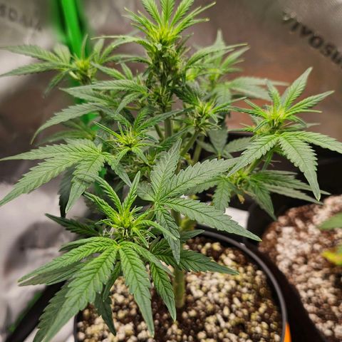 Royal Kush Automatic growlog timeline photo