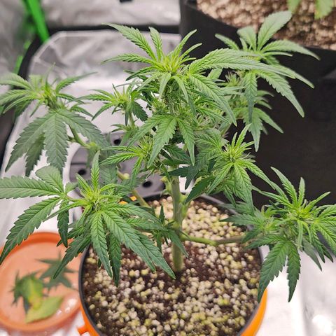 Royal Kush Automatic growlog timeline photo
