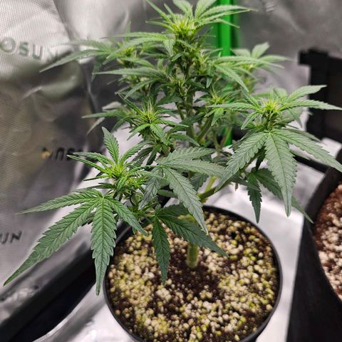 Royal Kush Automatic growlog timeline photo