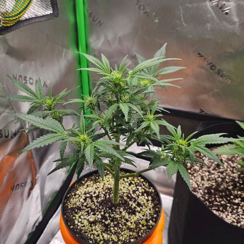 Royal Kush Automatic growlog timeline photo