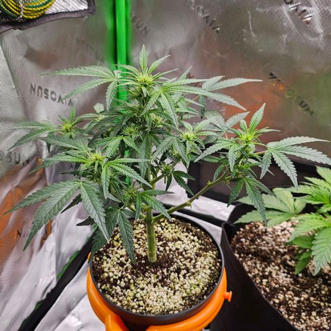Royal Kush Automatic growlog timeline photo