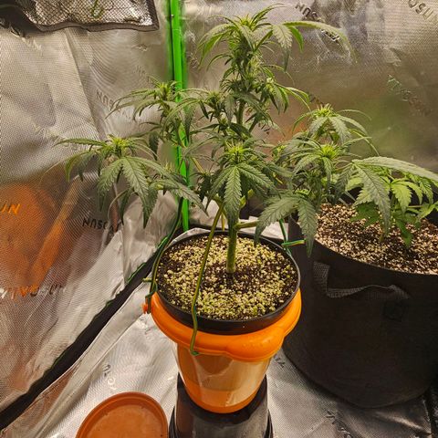 Royal Kush Automatic growlog timeline photo