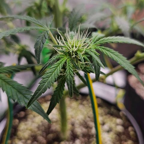 Royal Kush Automatic growlog timeline photo